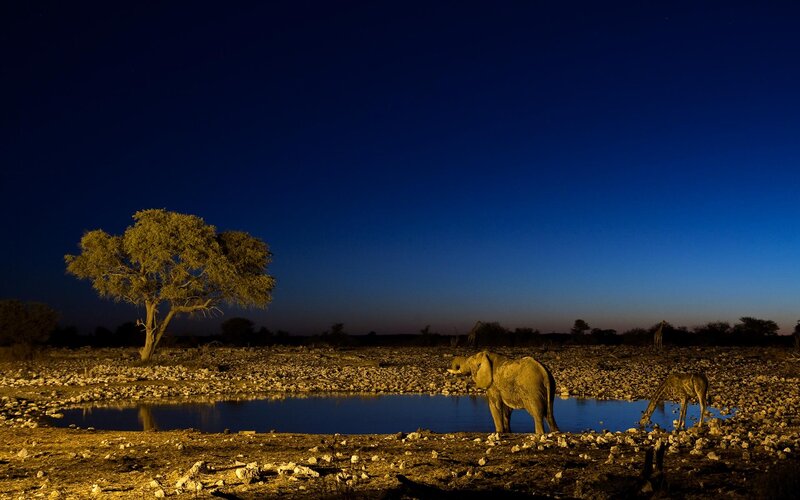 Elephant at a waterhole at night