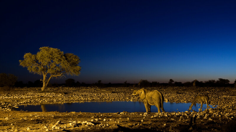 Elephant at a waterhole at night