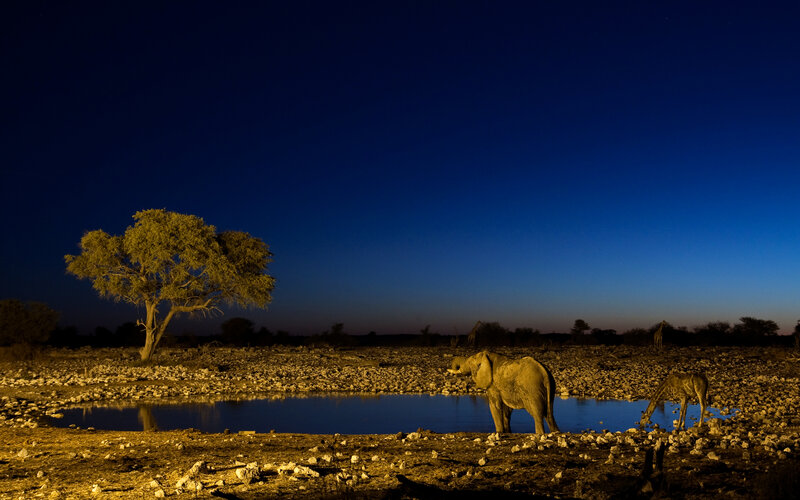 Elephant at a waterhole at night