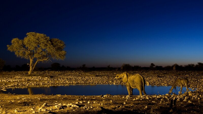 Elephant at a waterhole at night