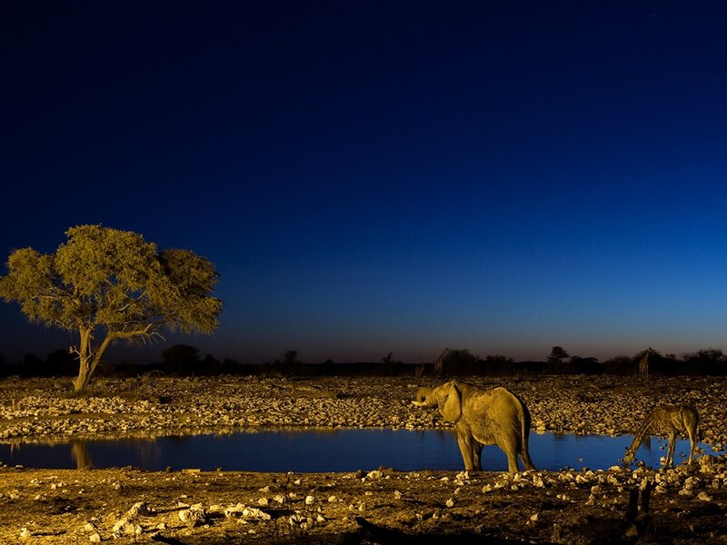 Elephant at a waterhole at night
