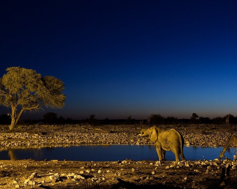 Elephant at a waterhole at night