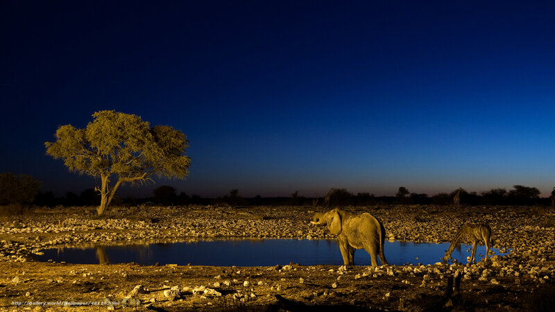 Elephant at a waterhole at night