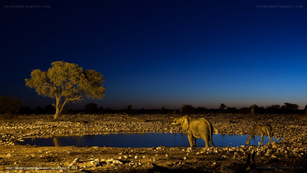 Elephant at a waterhole at night