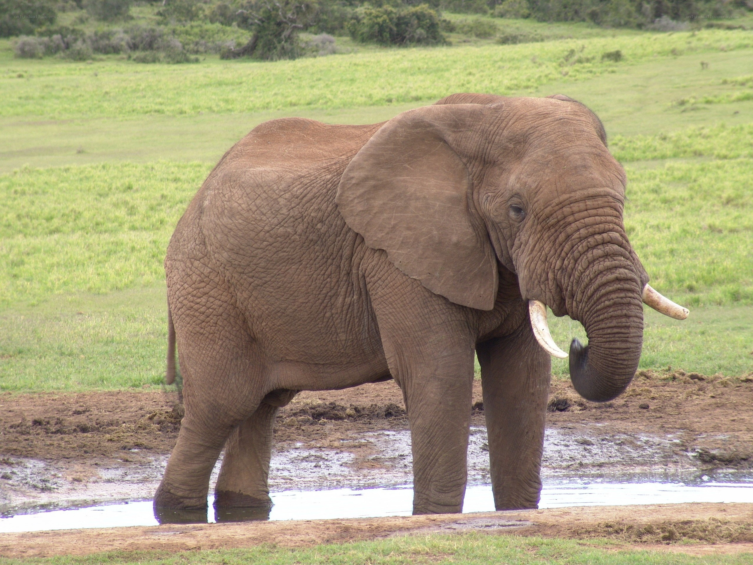 elephant at a watering hole