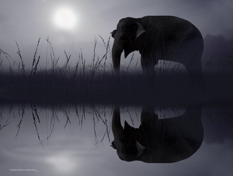 Elephant at dawn by water