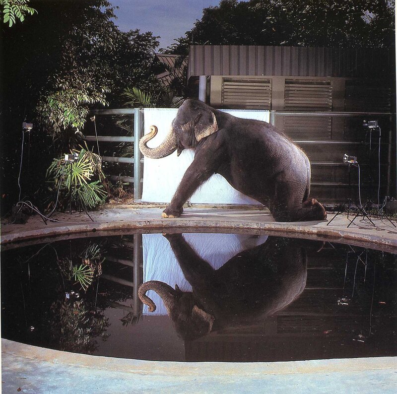Elephant at poolside reflection