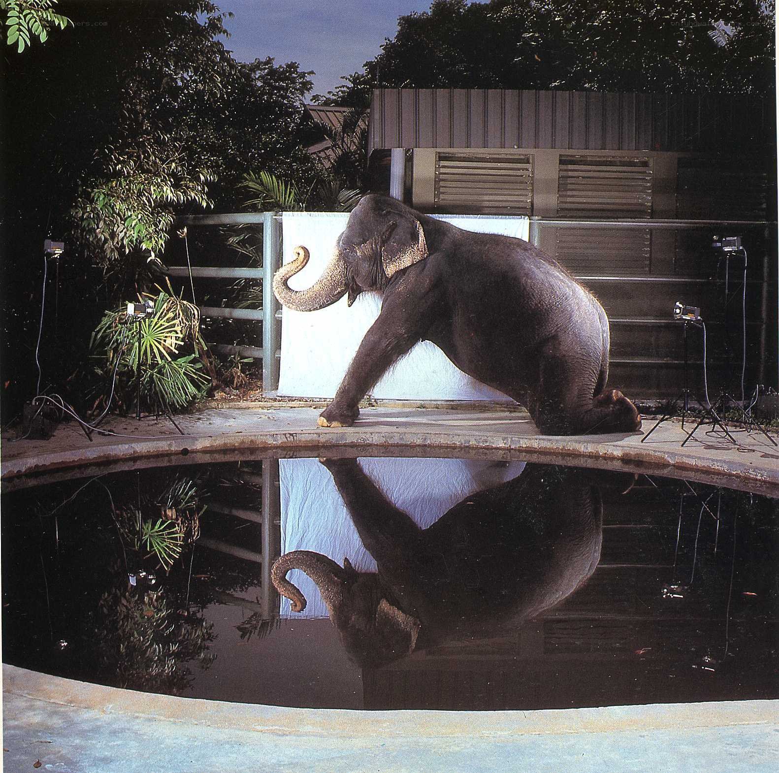 Elephant at poolside reflection