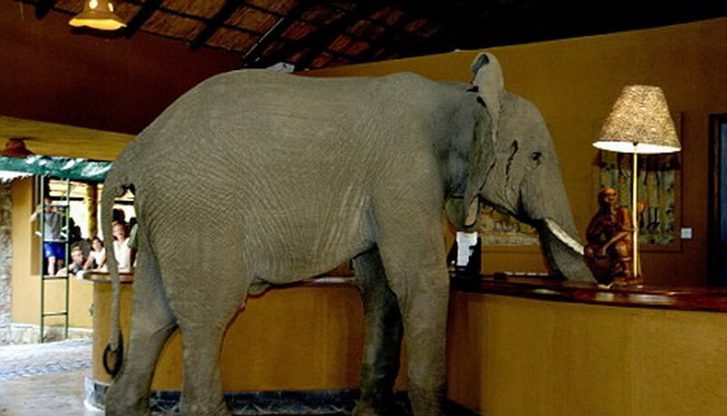 Elephant at Reception Desk