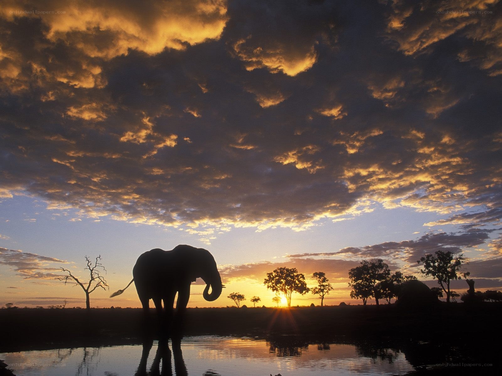Elephant at sunset by water
