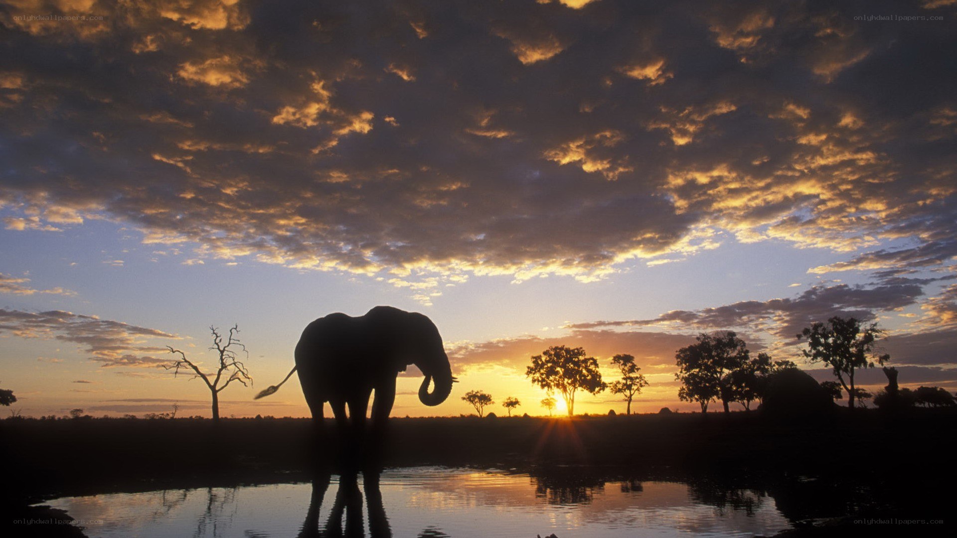 Elephant at sunset by water