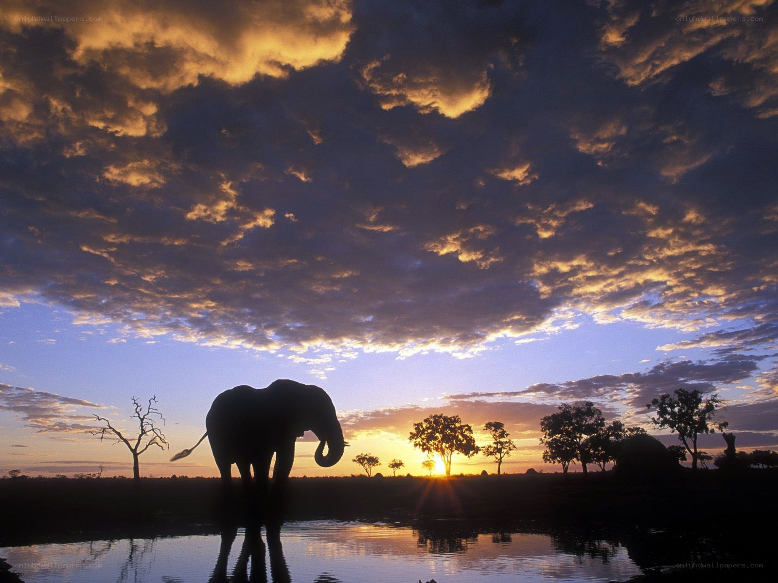 Elephant at sunset by water