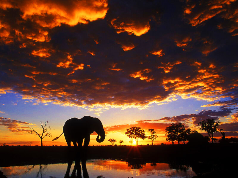 Elephant at sunset in savanna