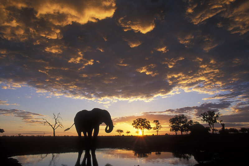 Elephant at sunset in savanna