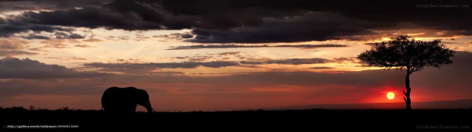 Elephant at sunset in savanna