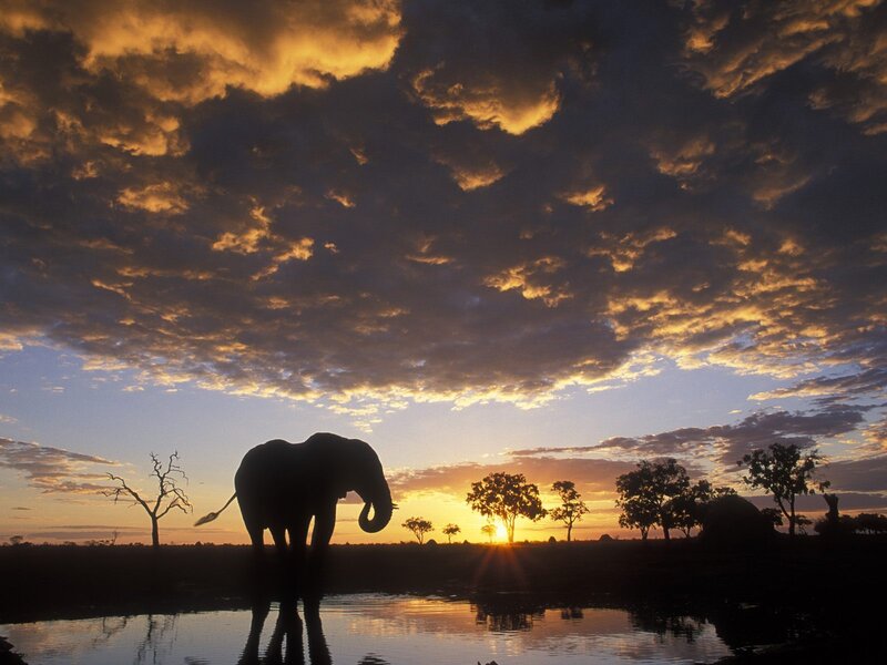 Elephant at Sunset — Orange, Dramatic