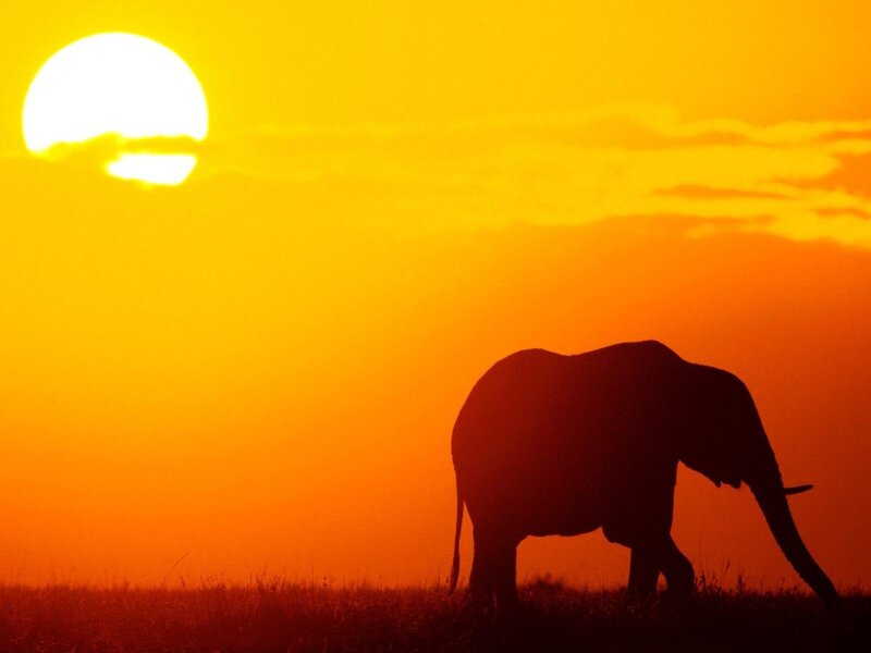 Elephant at sunset silhouette
