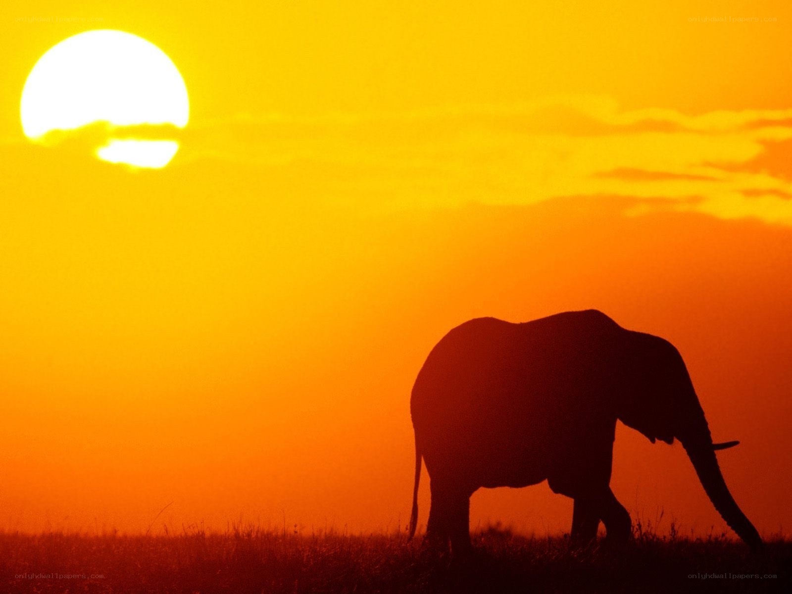 Elephant at sunset silhouette