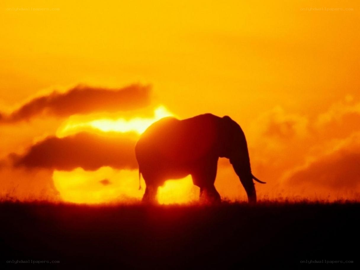 elephant at sunset silhouette