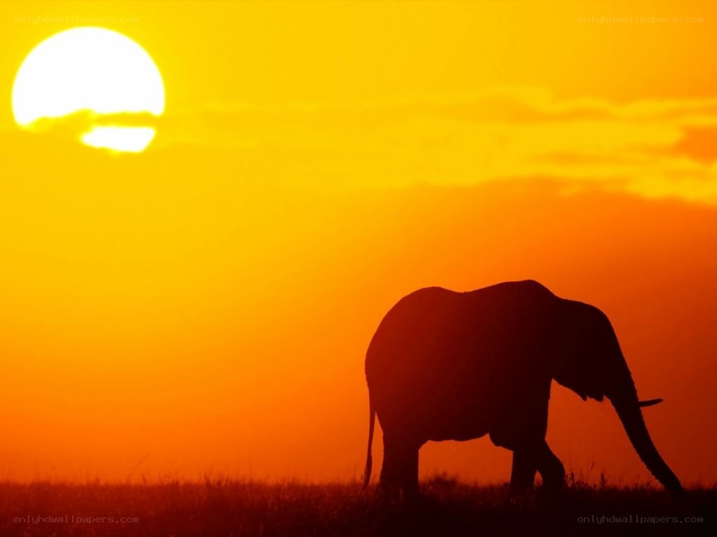 elephant at sunset silhouette