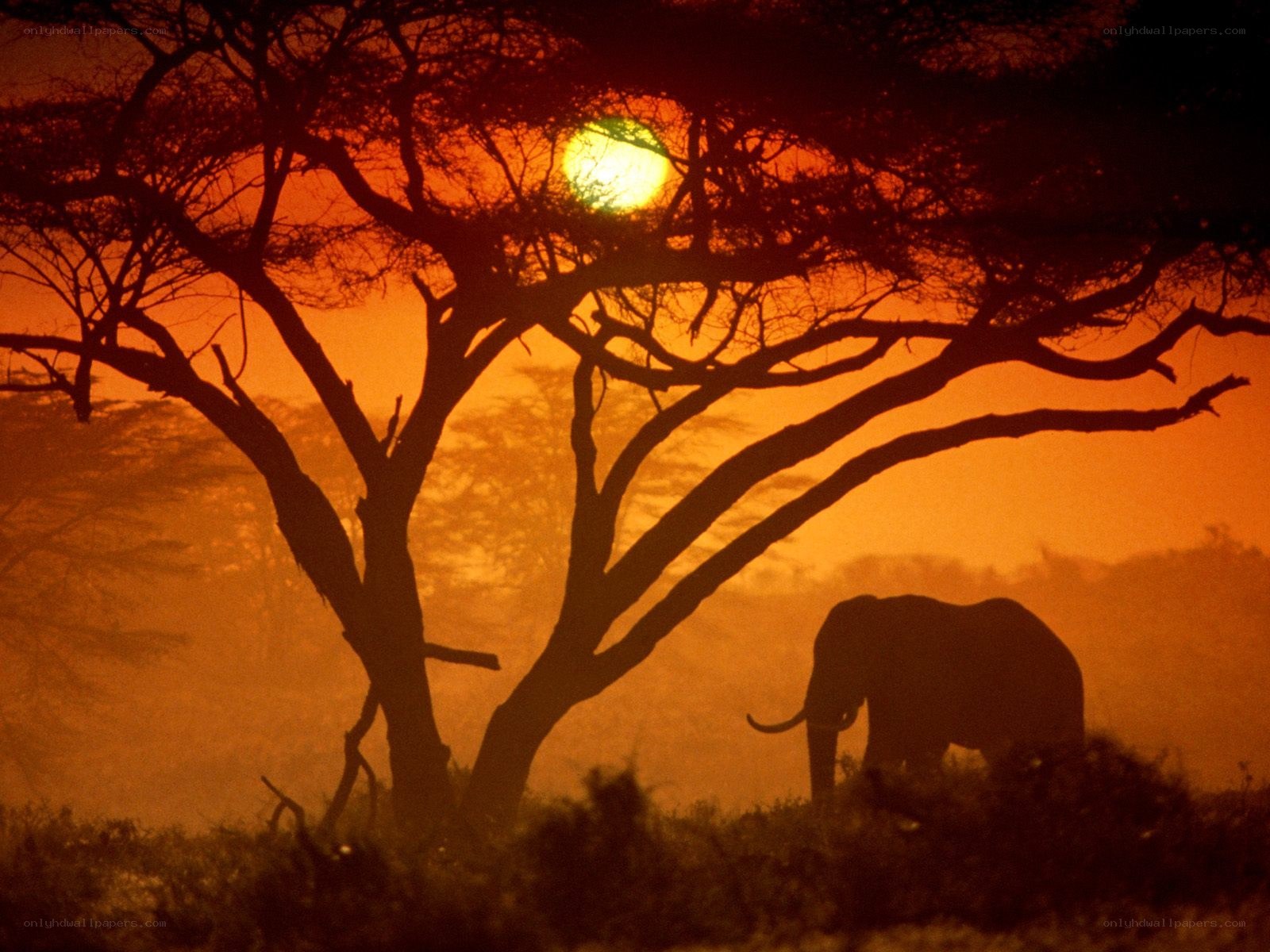 Elephant at sunset silhouette