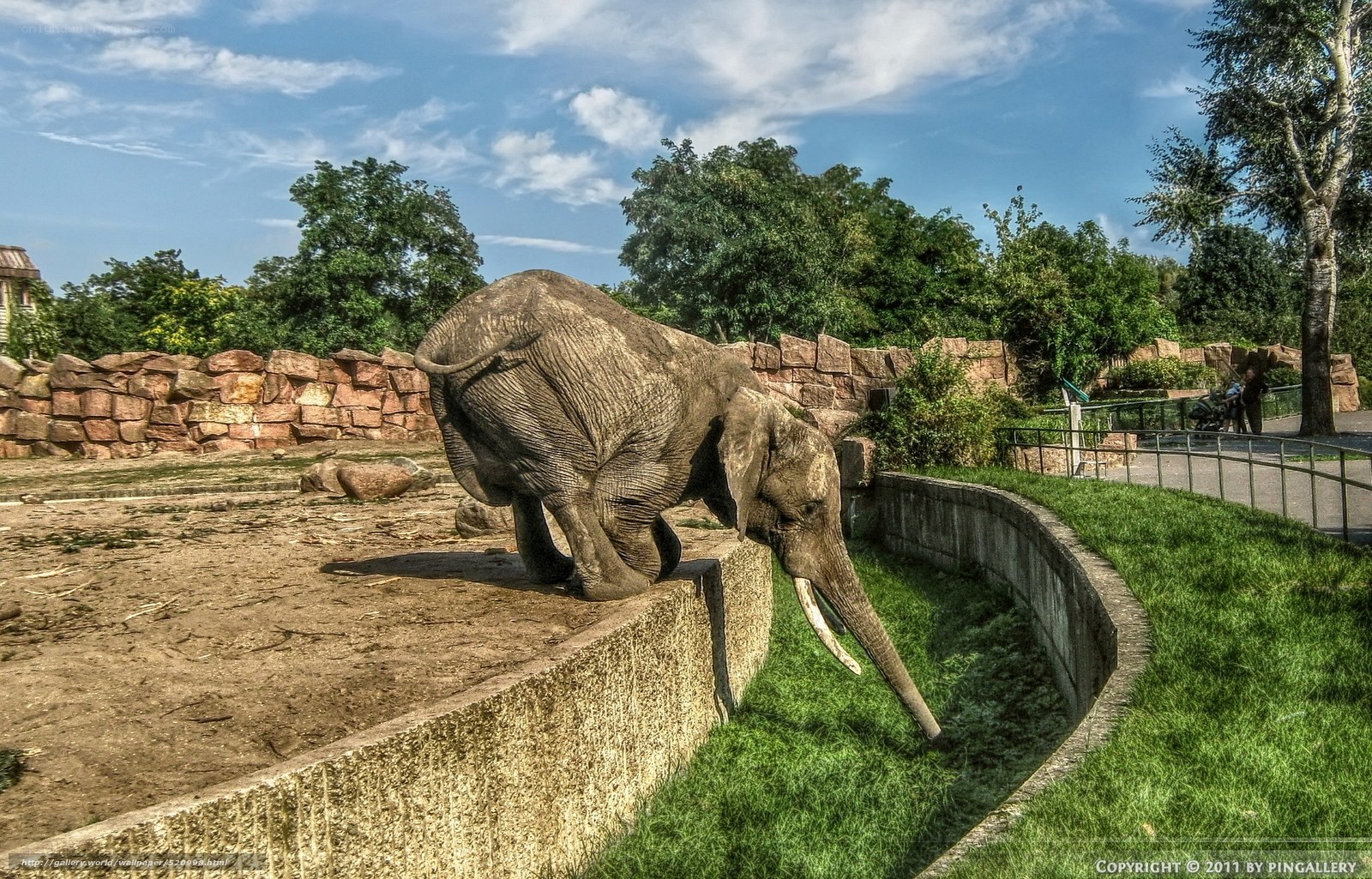 Elephant at the zoo
