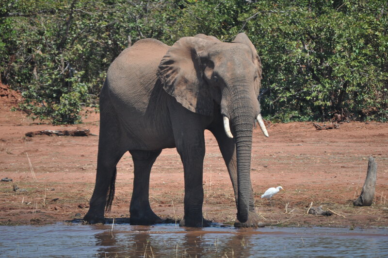 Elephant at Water's Edge
