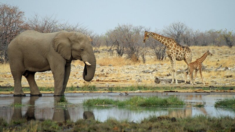 Elephant at Waterhole — Brown, Calm
