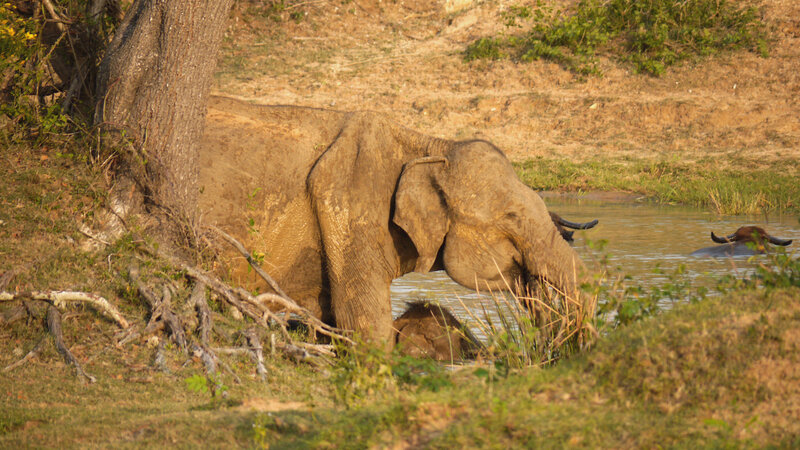 Elephant at Waterhole — Brown, Natural