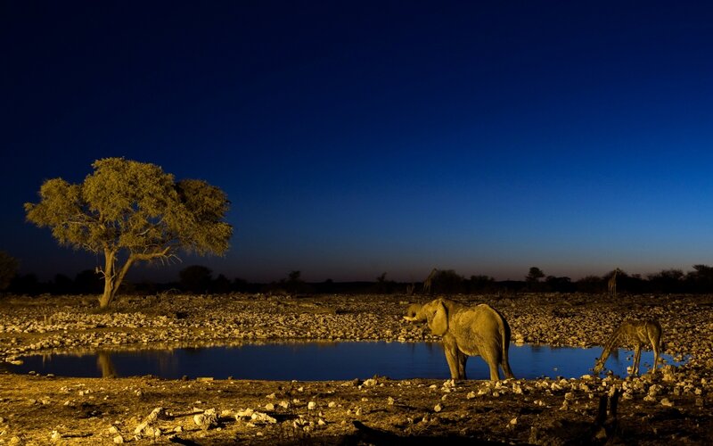 Elephant at Waterhole