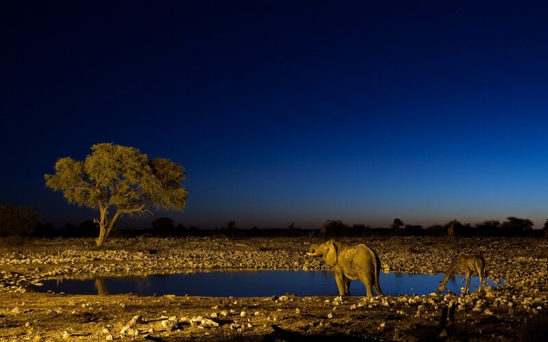 Elephant at Watering Hole