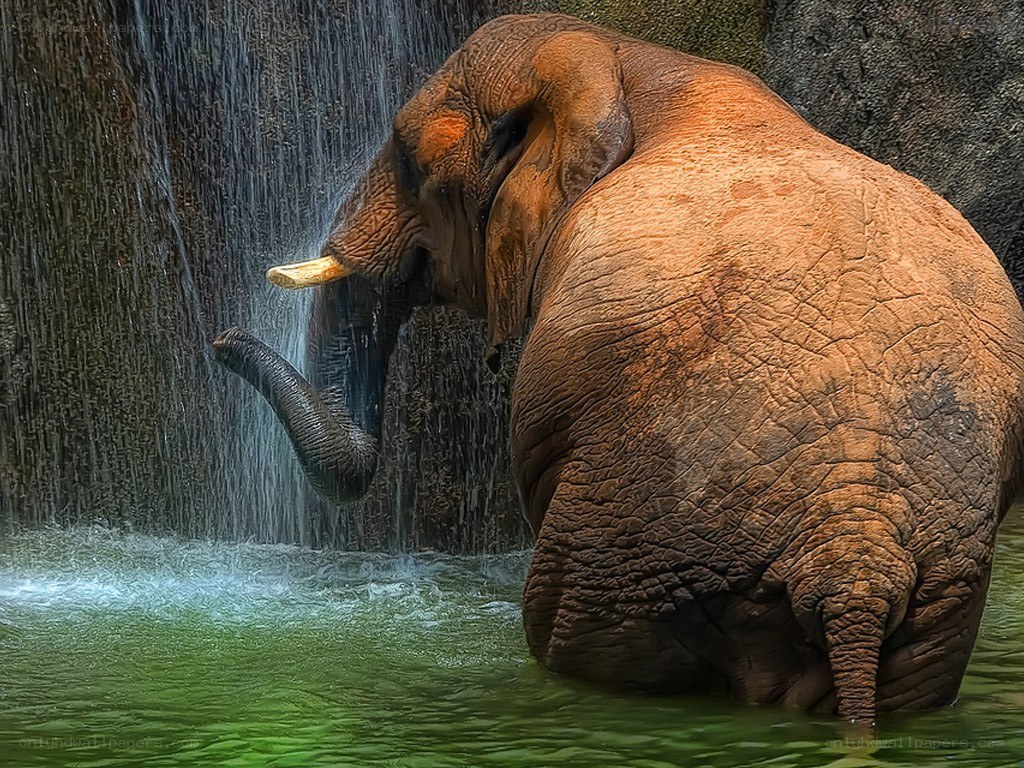 Elephant bathing under waterfall