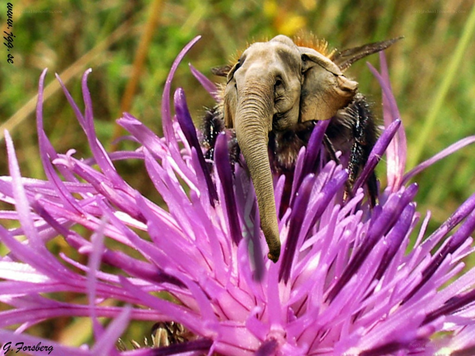 elephant bee on purple flower