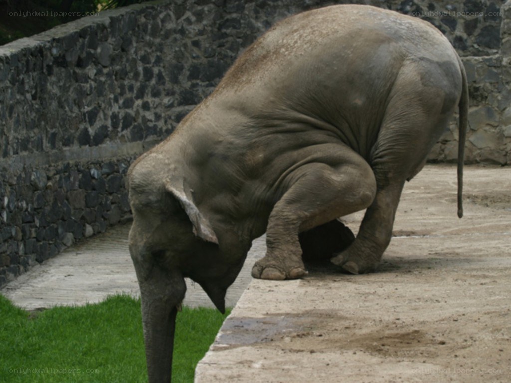 Elephant bending down to eat
