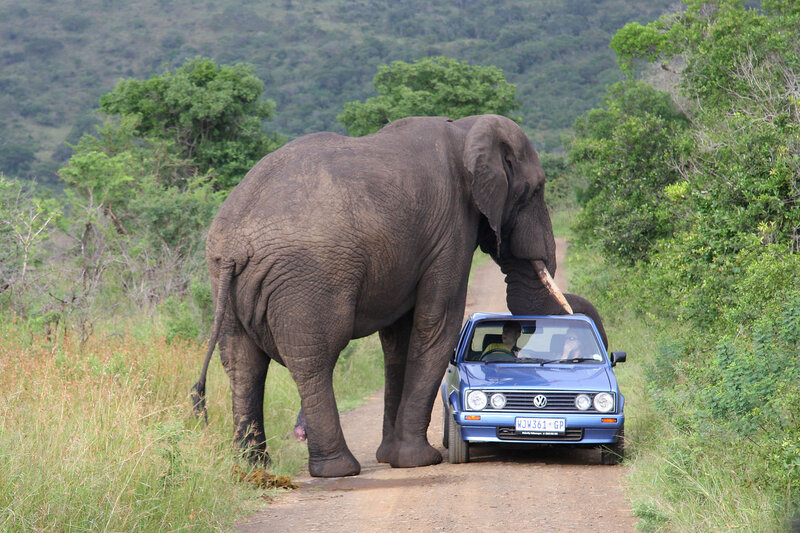 Elephant Blocking Car