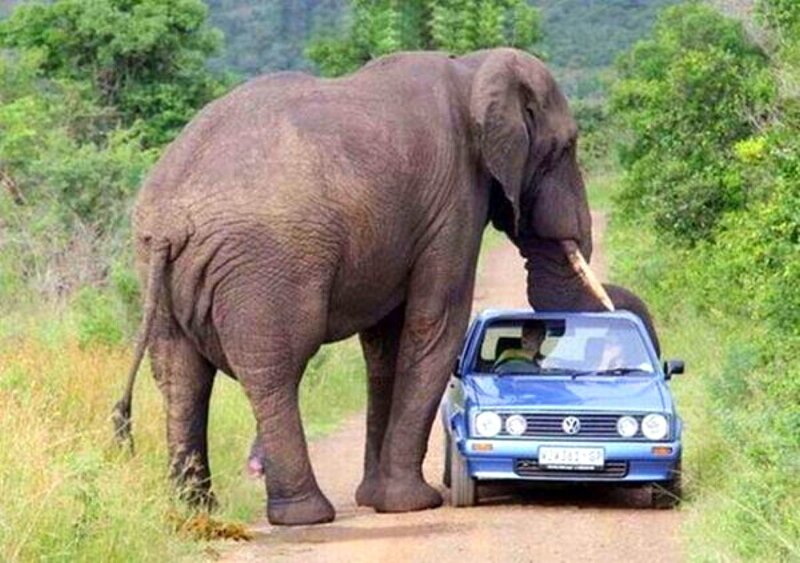 Elephant blocks car on dirt road