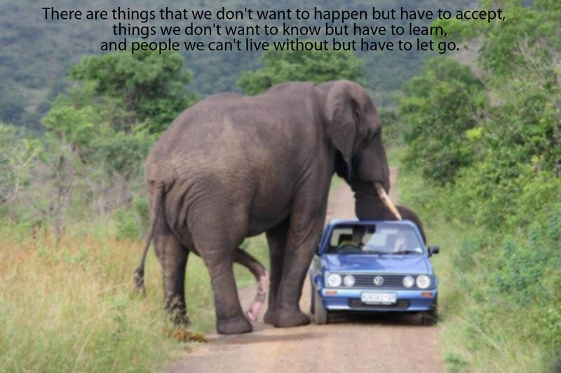 Elephant blocks car on road