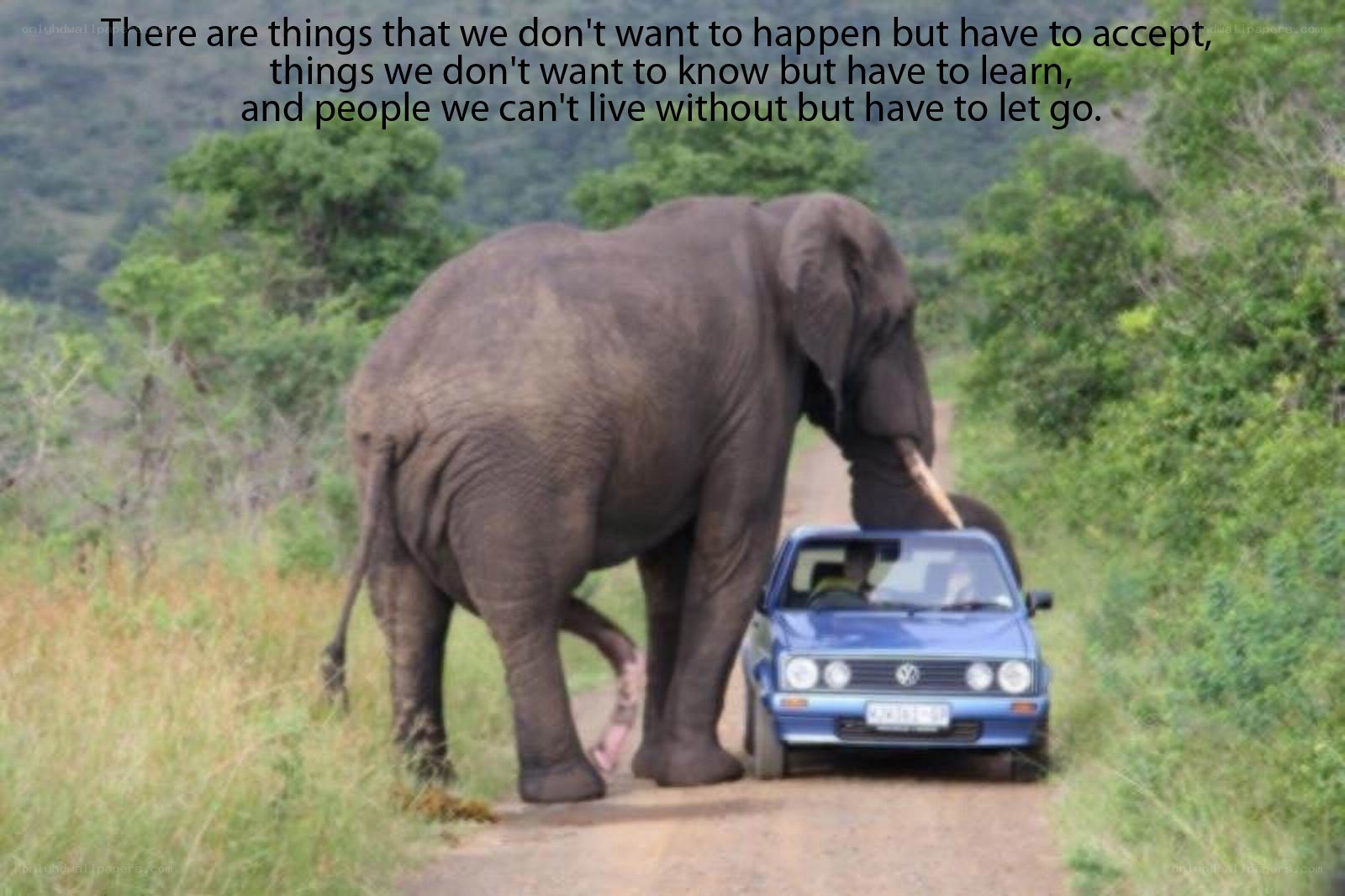 Elephant blocks car on road