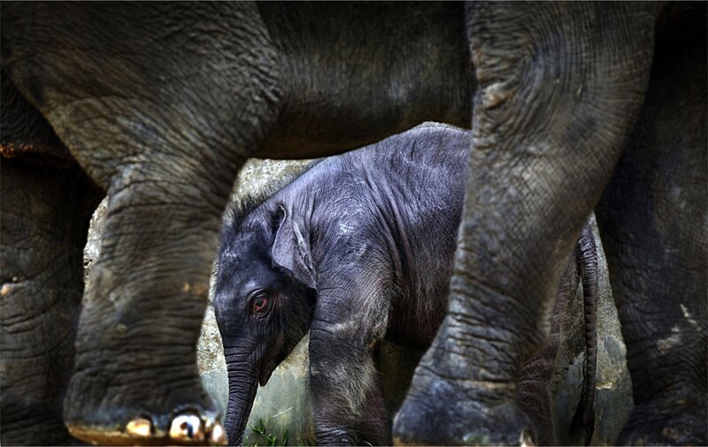 Elephant Calf Between Adults