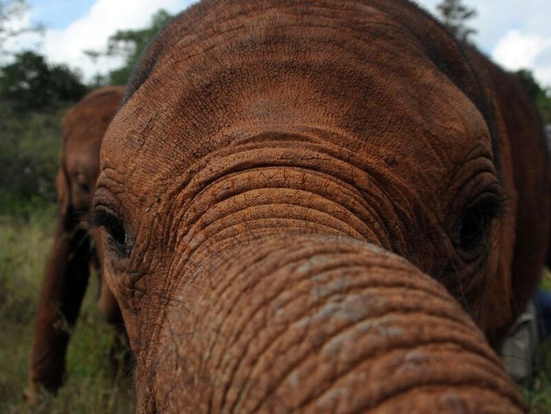 Elephant Calf Close-up