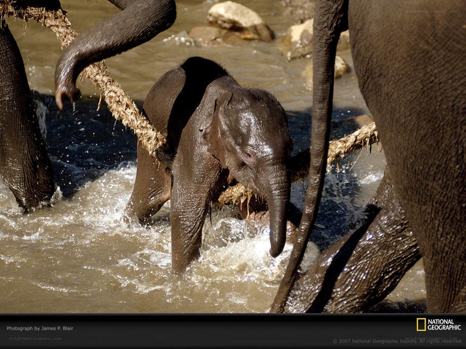 Elephant calf crossing river