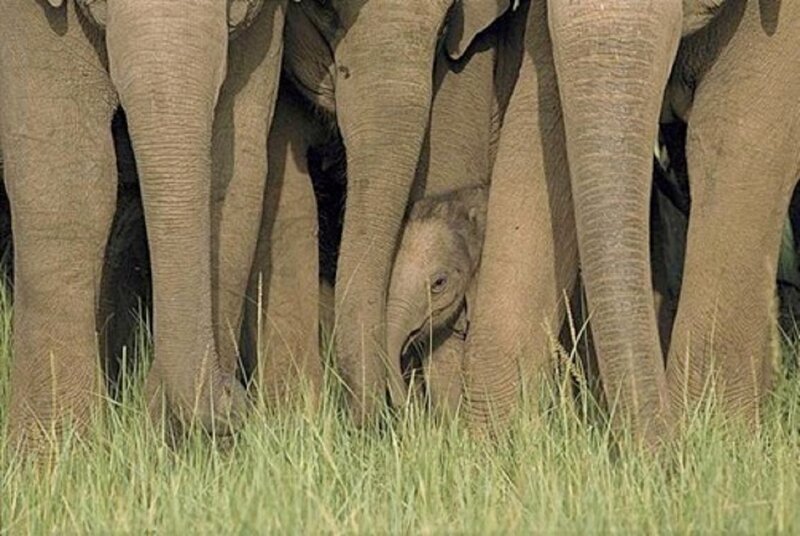 Elephant Calf in Herd — Gray