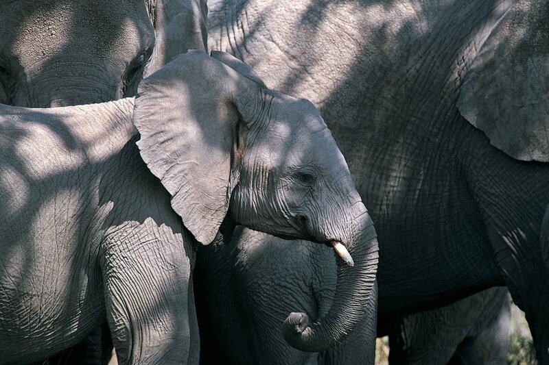 elephant calf in herd