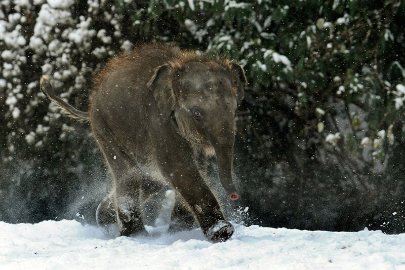 Elephant Calf in Snow