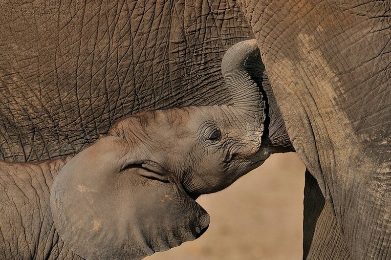 Elephant Calf Nursing