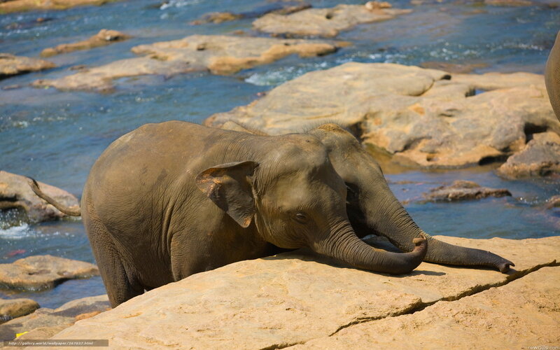 Elephant Calf on Rock