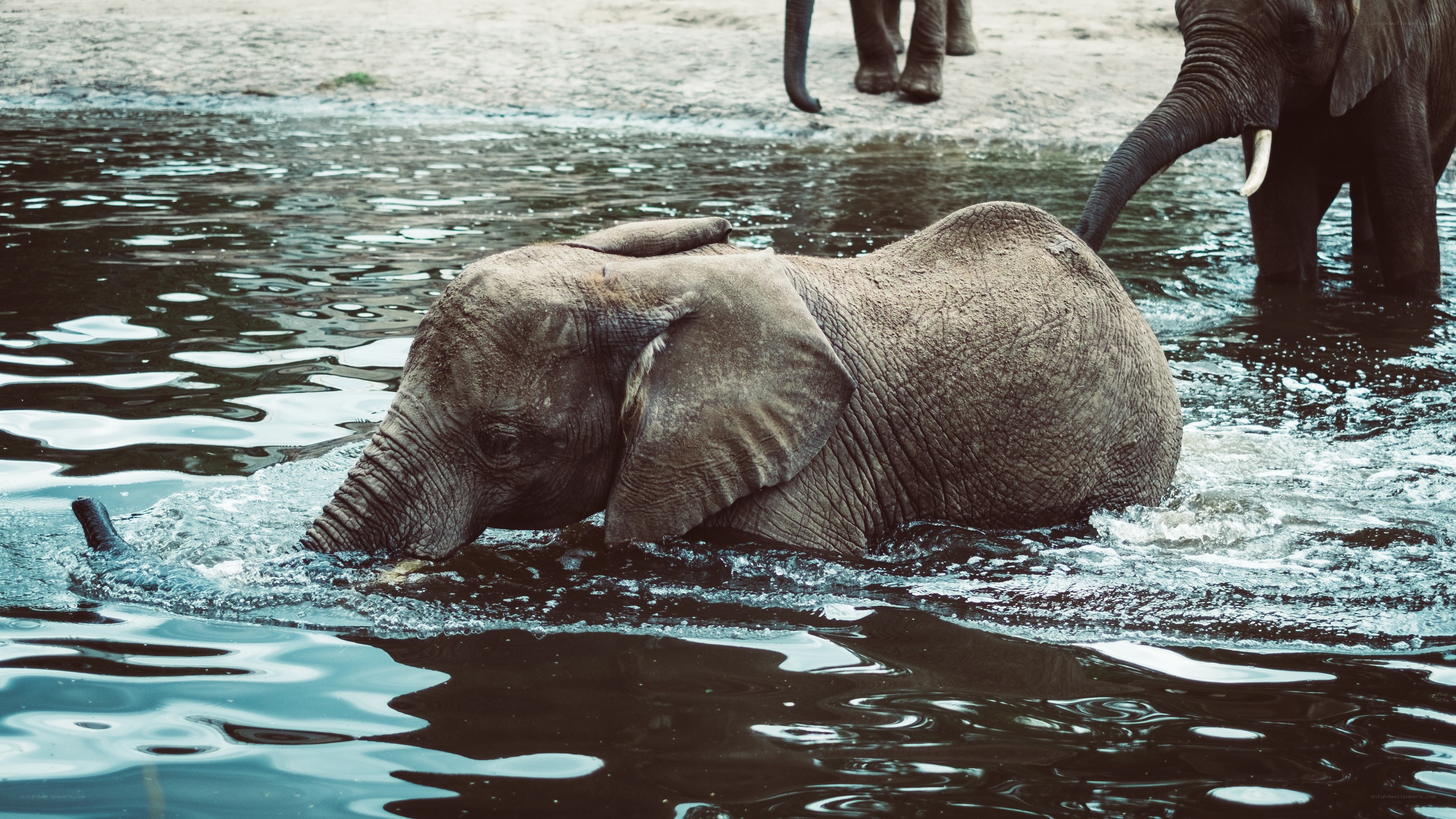 elephant calf playing in water