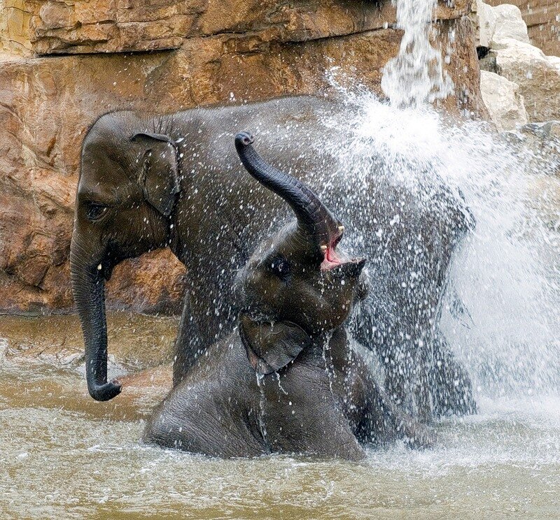 Elephant Calf Playing