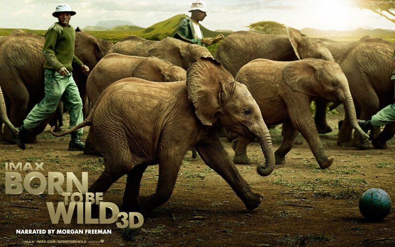 Elephant Calf Running