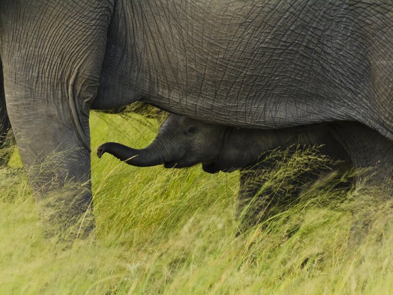 Elephant Calf under Adult — Green